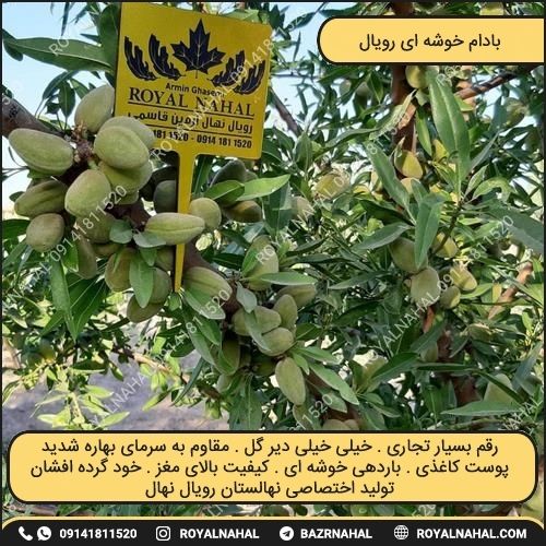 خرید نهال بادام خوشه ای رویال