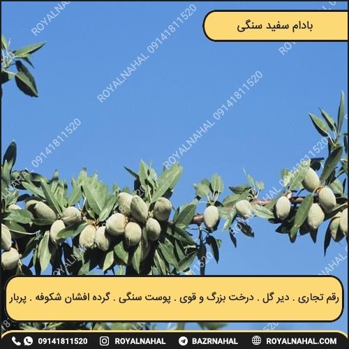خرید نهال بادام سفید سنگی