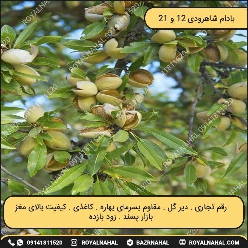 خرید نهال بادام شاهرودی 12 و 21