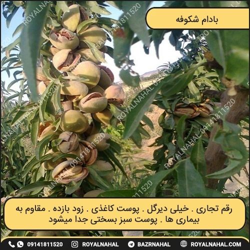 خرید نهال بادام شکوفه