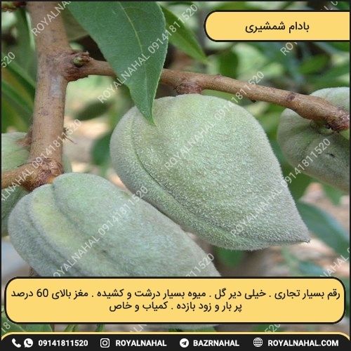 خرید نهال بادام شمشیری (پیشنهاد ویژه نهالستان)
