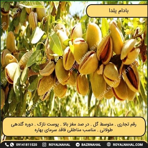 خرید نهال بادام یلدا