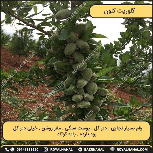 خرید نهال بادام گلوریت کلون (R929)