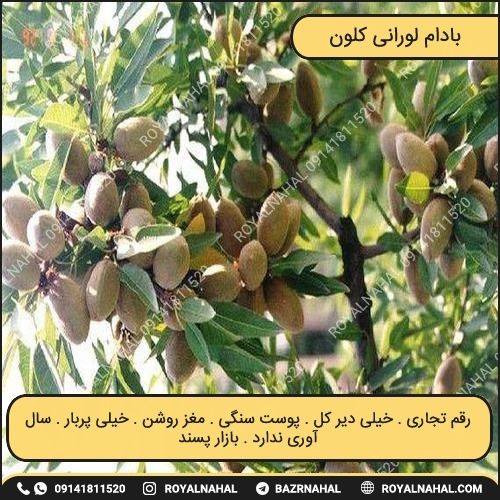 خرید نهال بادام لورانی کلون (R916)
