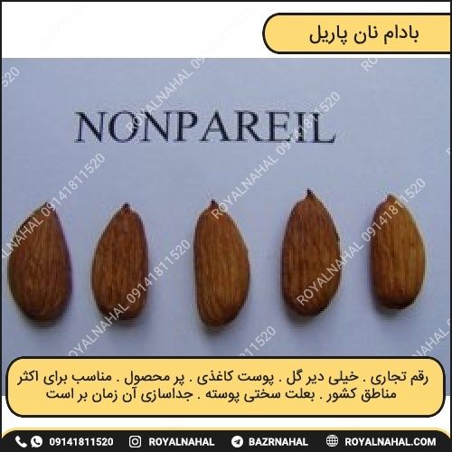خرید نهال بادام نان پاریل