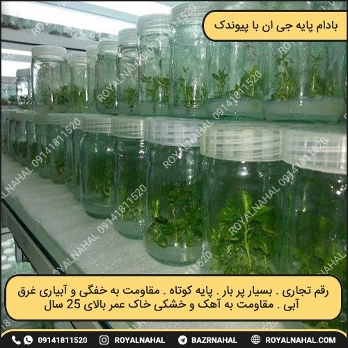 خرید نهال بادام پایه جی ان با پیوندک به انتخاب مشتری 