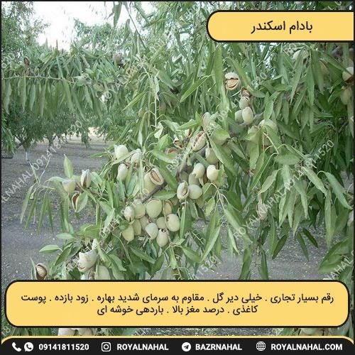خرید نهال بادام اسکندر
