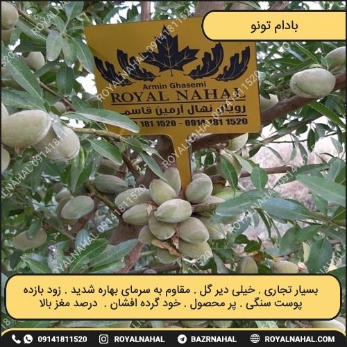 خرید نهال بادام تونو