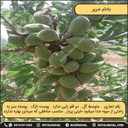 خرید نهال بادام حریر