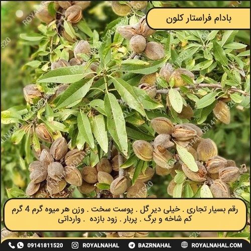 خرید نهال بادام فراستار کلون (R-800)