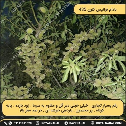 خرید بادام فرانیس کلون 435