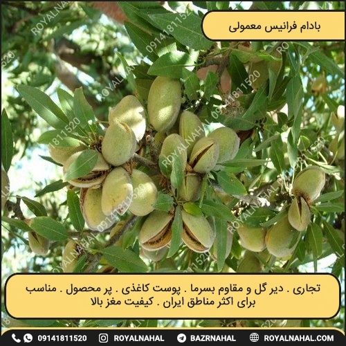 خرید نهال بادام فرانیس معمولی