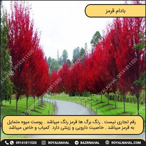 خرید نهال بادام قرمز