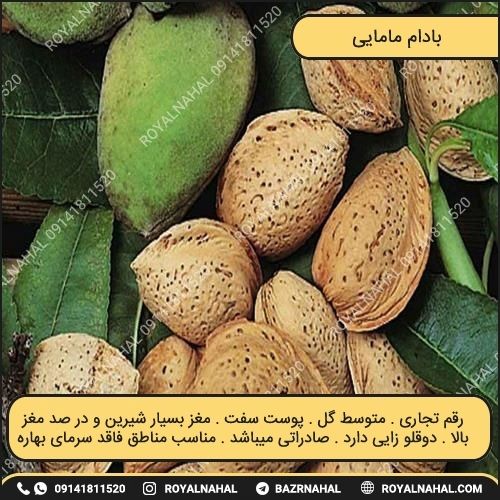 خرید نهال بادام مامایی