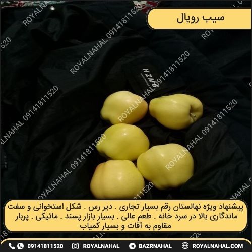 خرید نهال سیب رویال