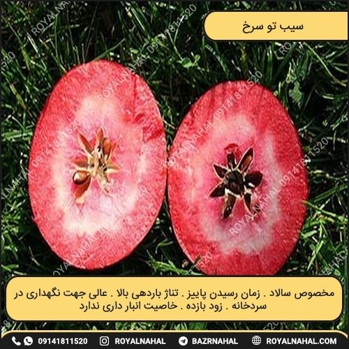 خرید نهال سیب تو سرخ