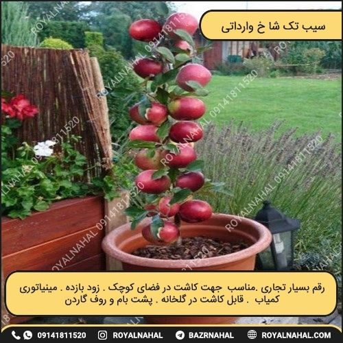 خرید نهال سیب تک شا خ وارداتی