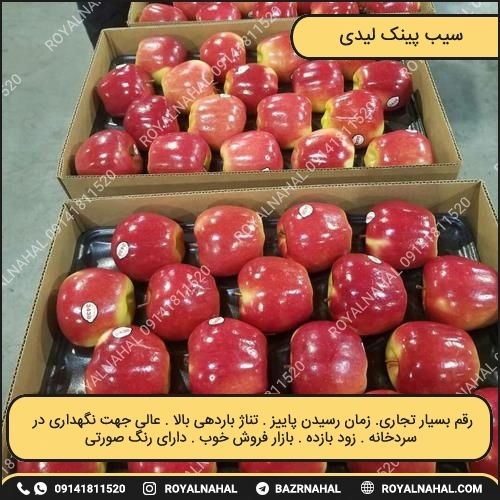خرید نهال سیب پینک لیدی