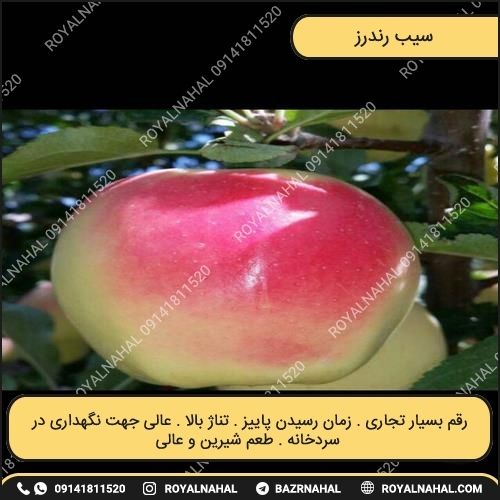 خرید نهال سیب رندرز