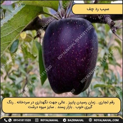 خرید نهال سیب رد چف