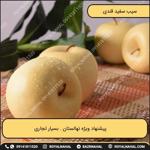 خرید نهال سیب سفید قندی