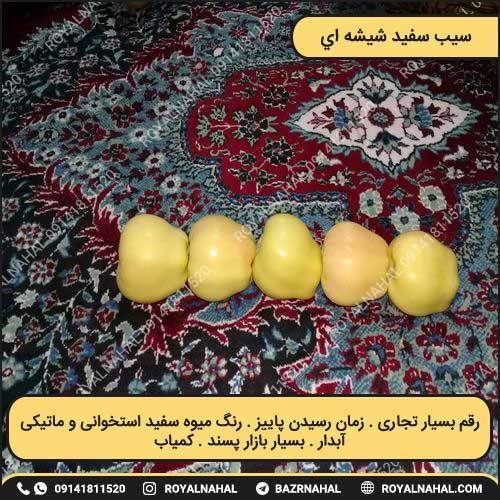 خرید نهال سیب سفید شیشه ای