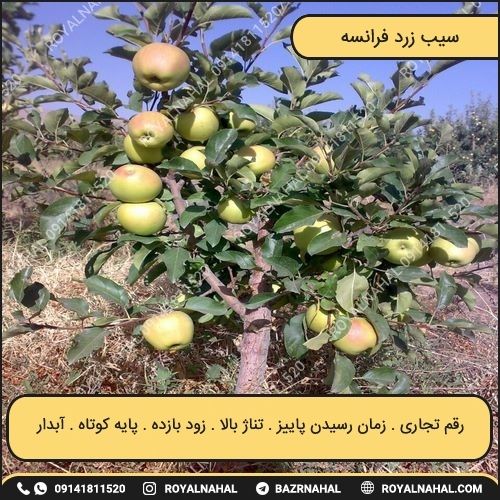 خرید نهال سیب زرد فرانسه