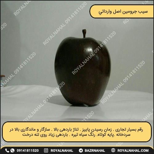 خرید نهال سیب جرومین اصل 