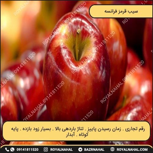 خرید نهال سیب قرمز فرانسه