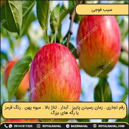 خرید نهال سیب فوجی