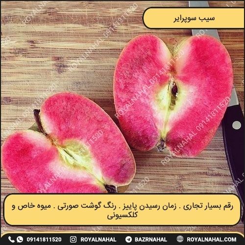 خرید نهال سیب سوپرایز