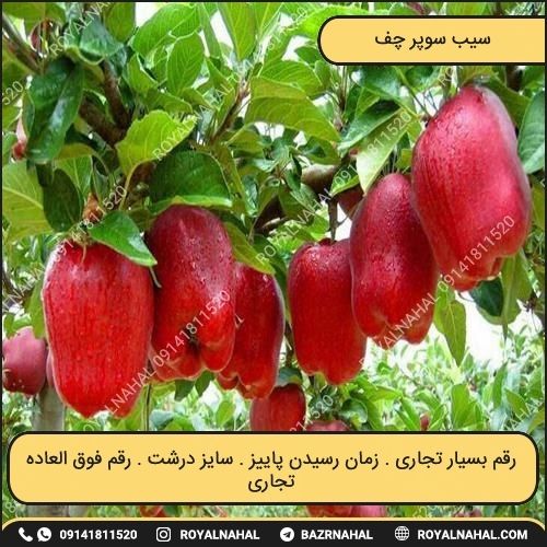 خرید نهال سیب سوپر چف