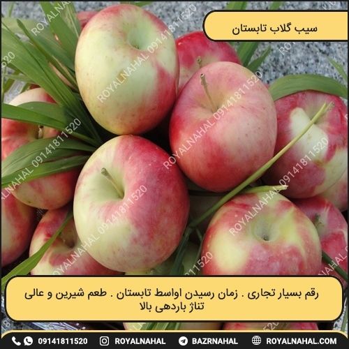 خرید نهال سیب گلاب تابستان 
