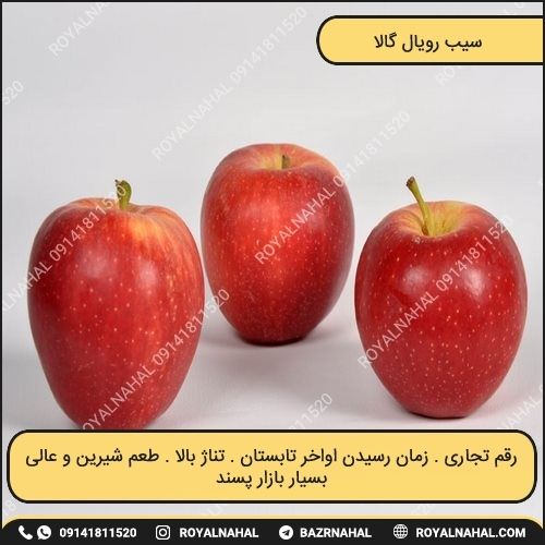خرید نهال سیب رویال گالا