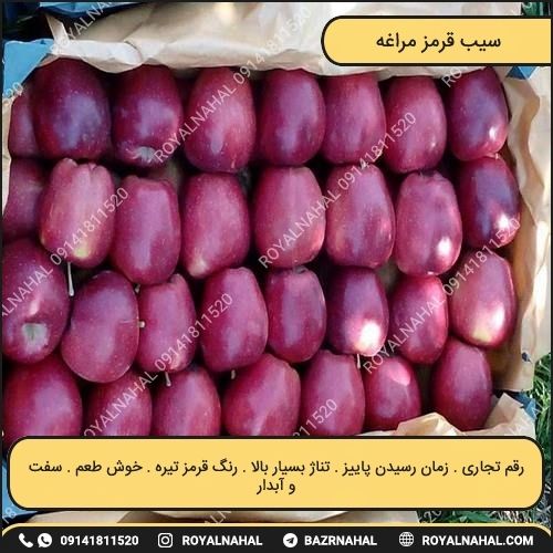 خرید نهال سیب قرمز مراغه