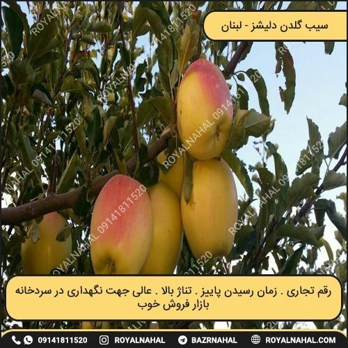 خرید نهال سیب گلدن دلیشز 