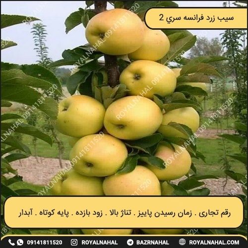 خرید نهال سیب زرد فرانسه سری 2