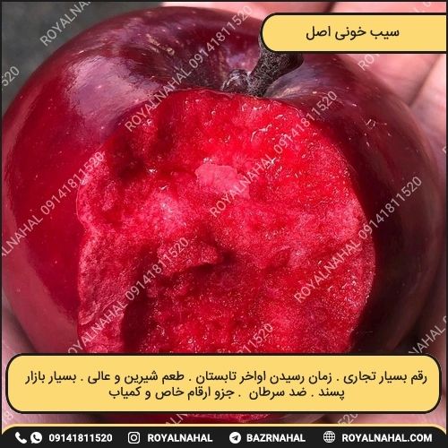 خرید نهال سیب خونی اصل