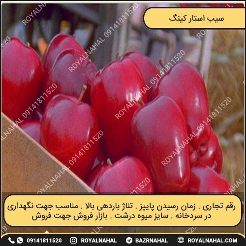 خرید نهال سیب استار کینگ