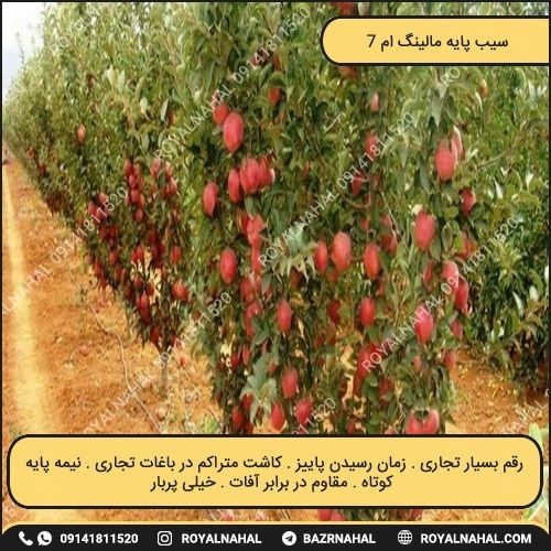 خرید نهال سیب پایه مالینگ ام 7