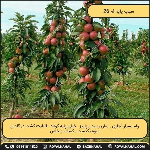 خرید نهال سیب پایه ام 26