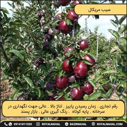 خرید نهال سیب مریکال