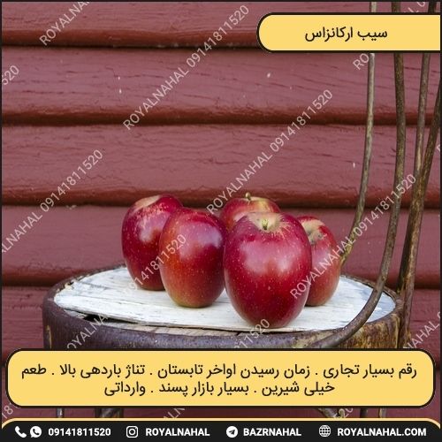 خرید نهال سیب ارکانزاس 