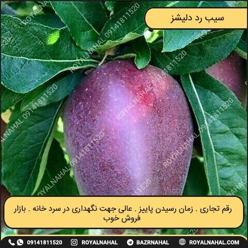 خرید نهال سیب رد دلیشز