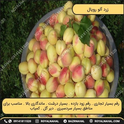 خرید نهال زرد آلو رویال