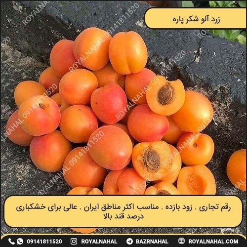 خرید نهال زرد آلو شکر پاره