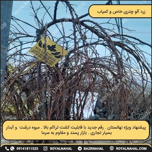 خرید نهال زرد آلو چتری خاص و کمیاب