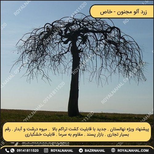 خرید نهال زرد آلو مجنون 