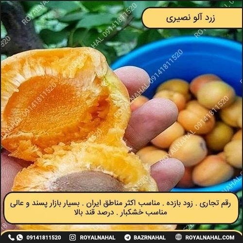 خرید نهال زرد آلو نصیری