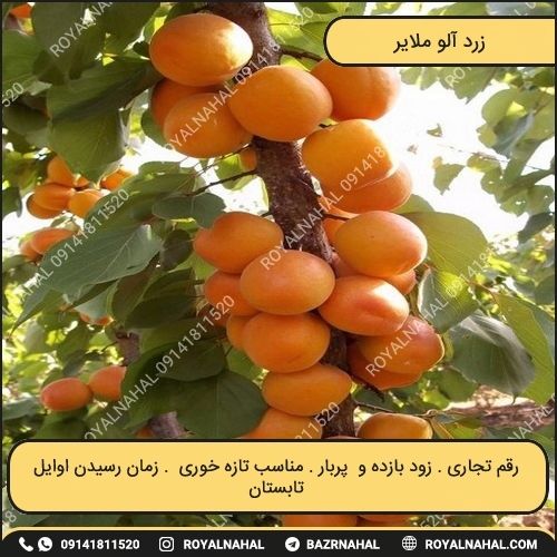 خرید نهال زرد آلو ملایر